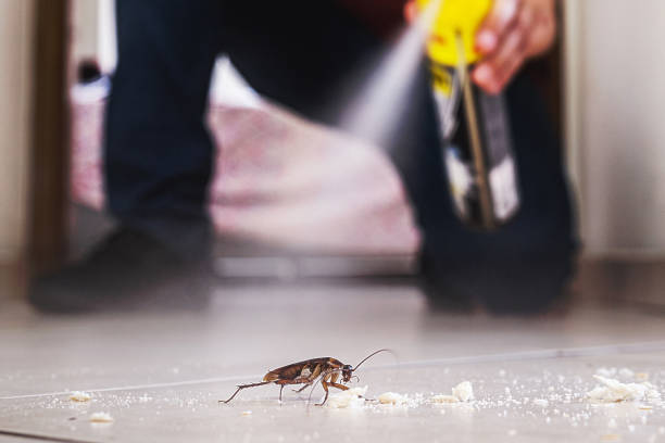 Best Wasp Removal Services  in Eastlake, OH